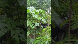 ASMR RAIN RF #17
