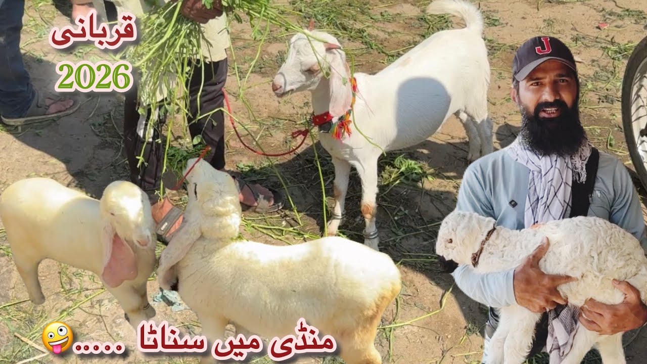 Karachi Bakra Mandi Bhains Colony Latest Rates Update 05 Mar 2026 || Qurbani Season 2026 