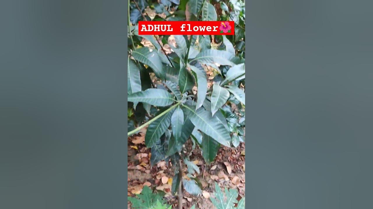 ADHUL Flower #viralvideo #shortsvideo #songvideo - YouTube