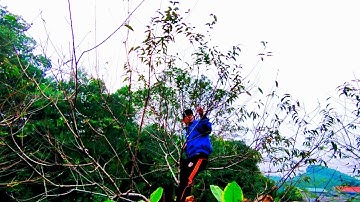 Tuốt Lá Đào Cho Hoa Nở Vào Đúng Tết 2021 | NGOC HUY OFFICIAL