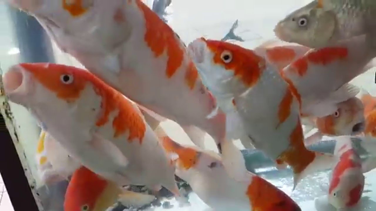 Fish Shop Sharjah Animals Market 08.02.2015 YouTube