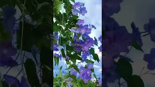 beautiful nature video #gardening # flower lovers # like and subscribe and comment 👍🙏