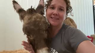 Auction Rescue Tomorrow 💔 Please Help Save the Helpless!