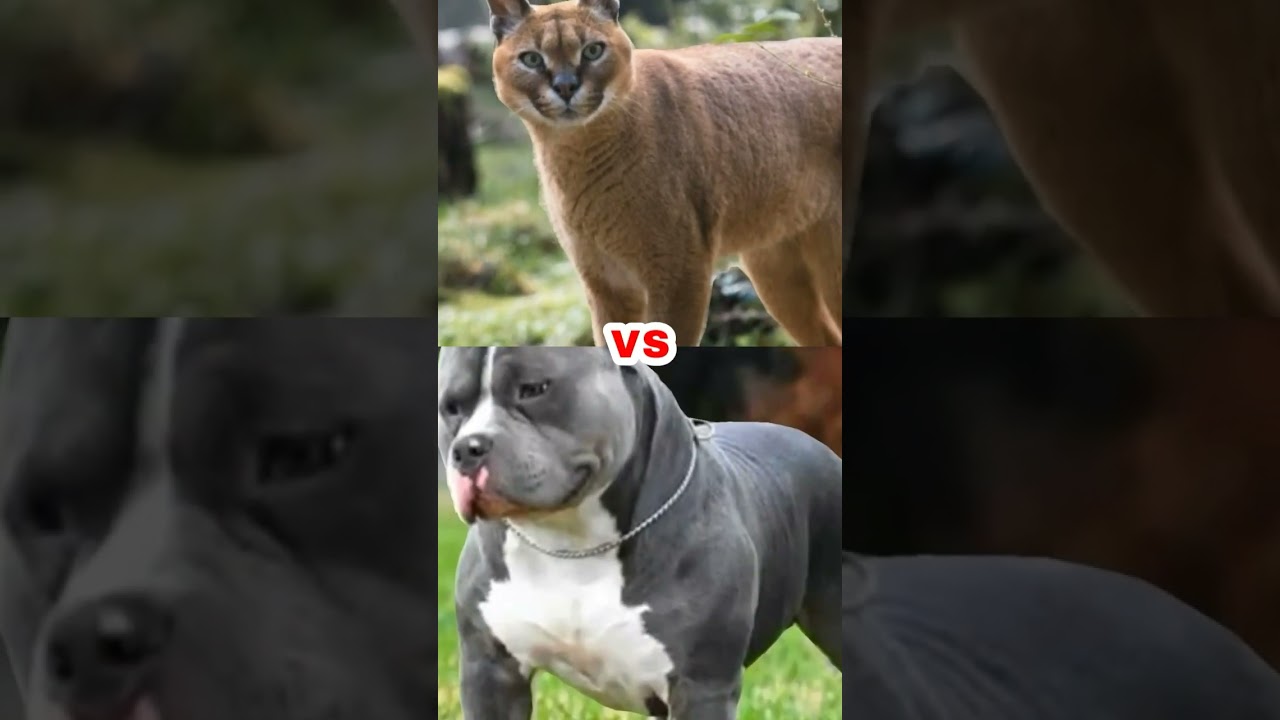 Fox vs pitbull,lynx,jaguar,