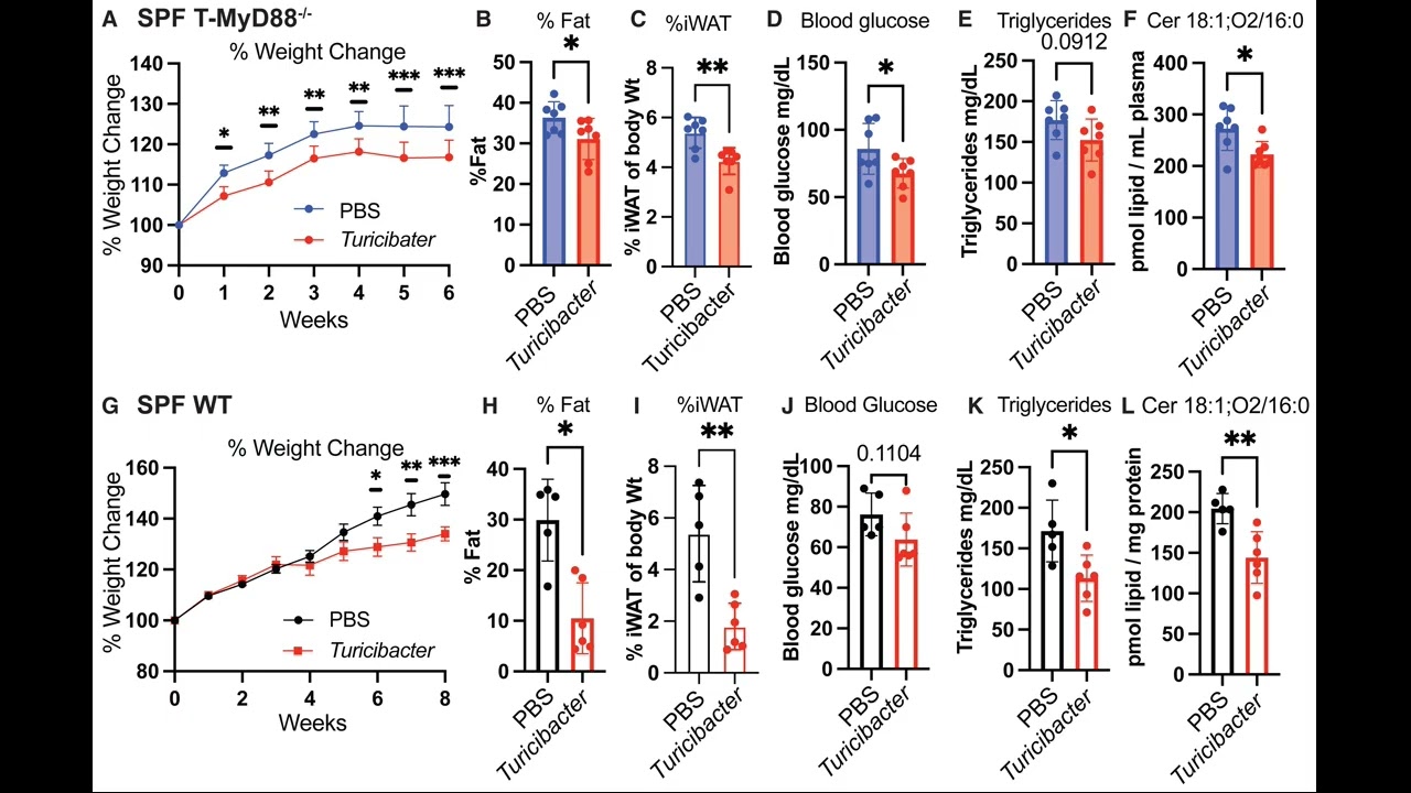 Бактерия Turicibacter снижает вес через жиры