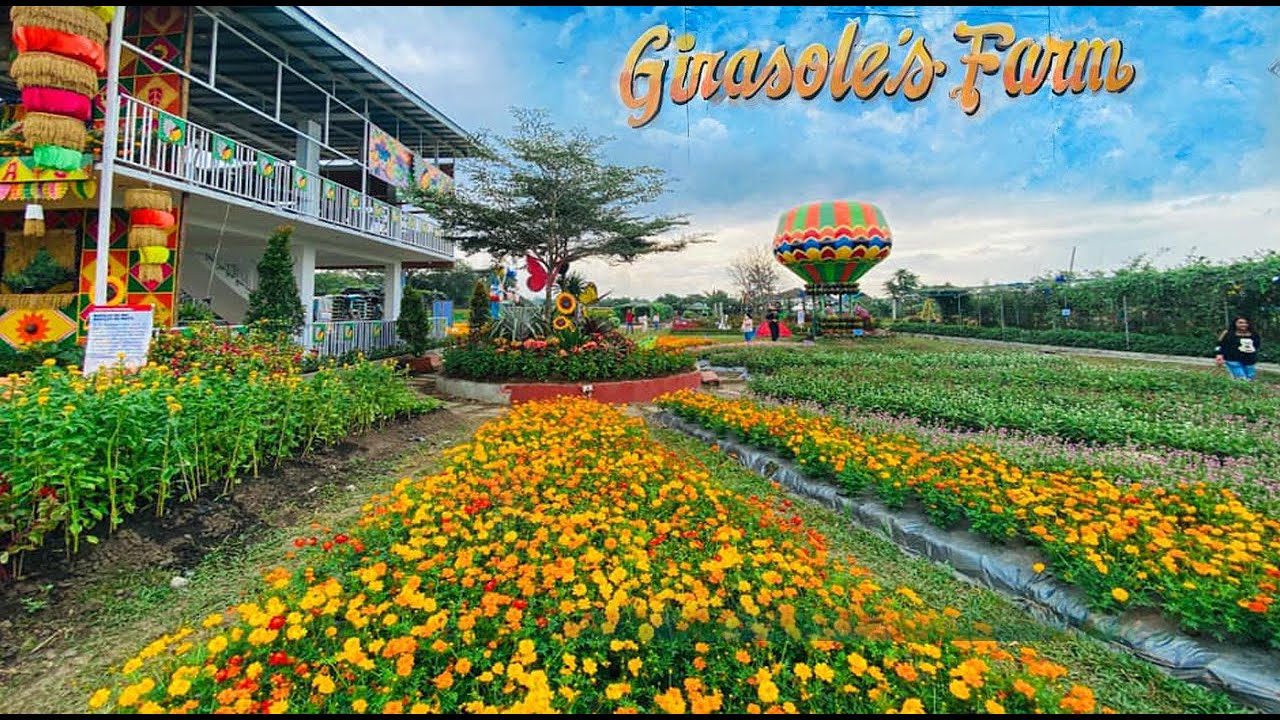 Girasoles Flower Farm, Candelaria, Quezon YouTube