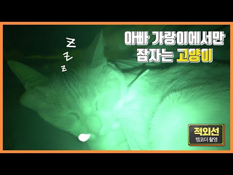 <strong>아빠</strong> 가랑이에서만 잠드는 고양이! 새벽 적외선 촬영을 <strong>했어요</strong>.