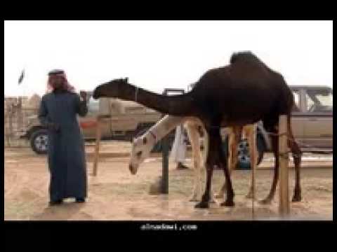 ارحبوا ثم ارحبوا سلم قحطاني