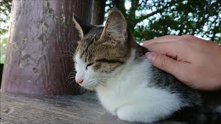 公園のベンチでまったり過ごしていたら、お昼寝しちゃう子猫