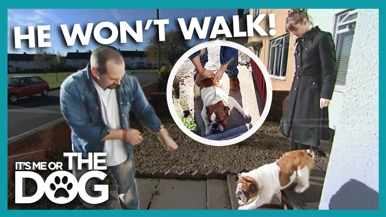 Trouble Walking The Overweight British Bulldog | It's Me or the Dog