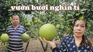 Có nên tỉa cành bưởi thời điểm này không- một số bưởi không nên trồng, ép bưởi cát quế chín sớm