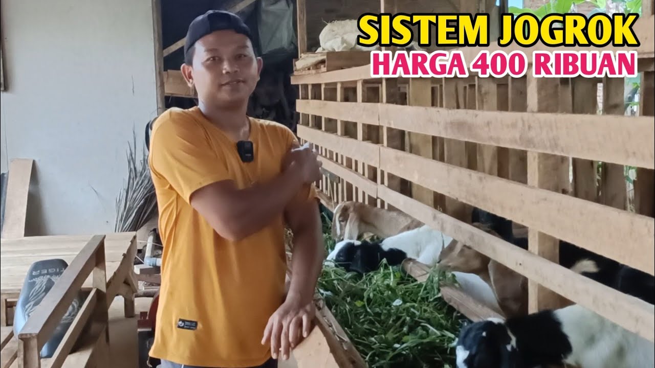 Jual Jogrok Harga /Ekor 400 Ribuan Bebas Biaya Pengiriman 