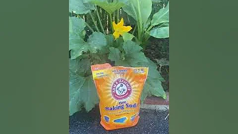 How or why to try baking soda in your garden. Its ...
