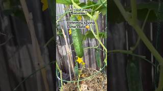 My husband’s hobby#greenthumb #organicgardening #backyardgarden #organicveggies #hobby