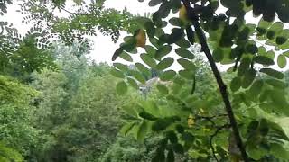 Lasati lacrima sa curga