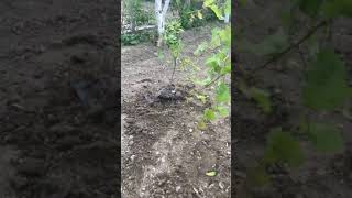 Limon 🍋 Ağacı Dikimi....