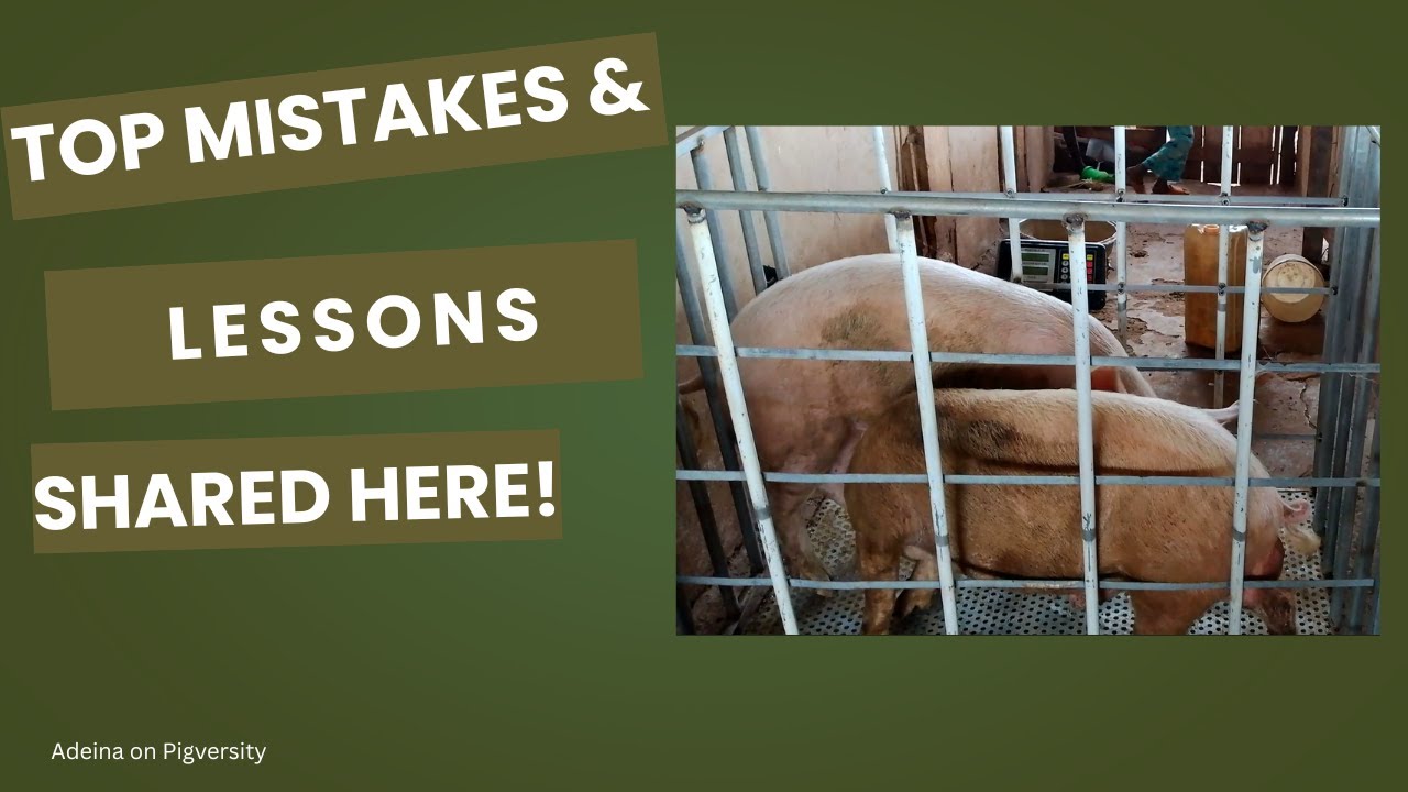 Как наши свиньи достигли веса 57 кг менее чем за 6 месяцев | Формула корма, ошибки и уроки