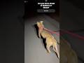 Would you walk your dog at night? #nightwalking #doglife