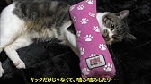猫 蹴るまとめ Youtube 猫 蹴るまとめ Youtube