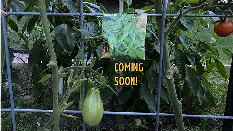 How We Use Our Cattle Panel Trellis for Succession Planting