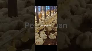 Vaksinasi, Pemeliharaan dan Pemanenan Ayam Broiler #praktikum