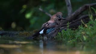 Jay bathing, Nature Ambience, Bird Song