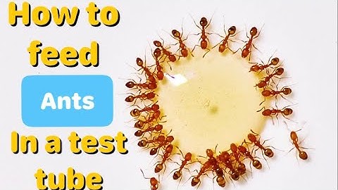How to Feed a Test Tube Colony