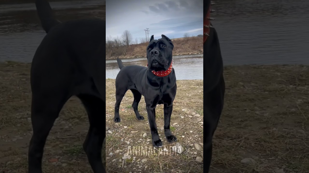 Cane-corso #cachorro #cachorros #canecorso