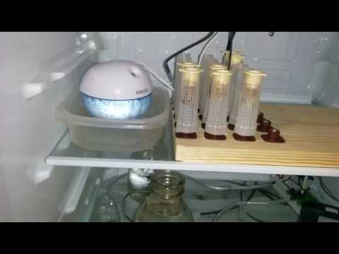 Queen Cell Incubator