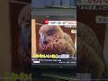 *.世界一賢い*.ウチの鳥が飼い主に人気