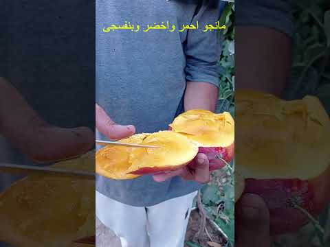 مانجو نعومى احمر واخضر وبنفسجى فى اصيص طعم خياااال 