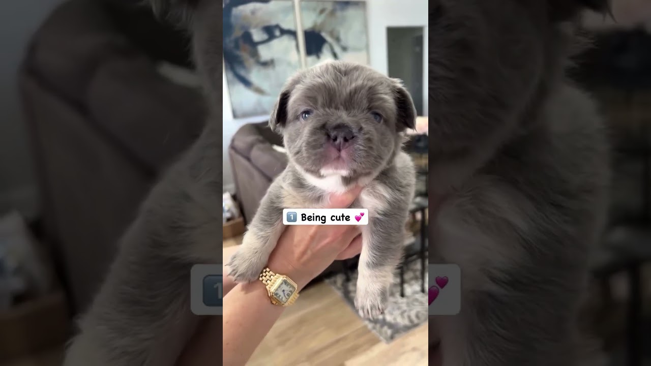 😴🐶 French Bulldog puppies have mastered the art of life!! 