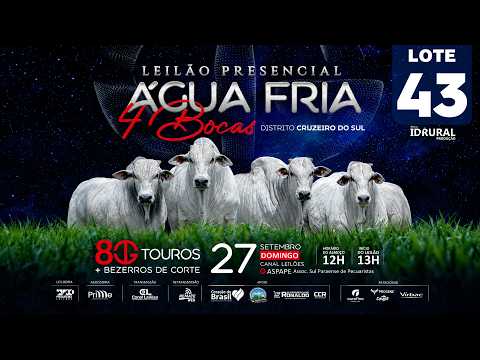 LOTE 43