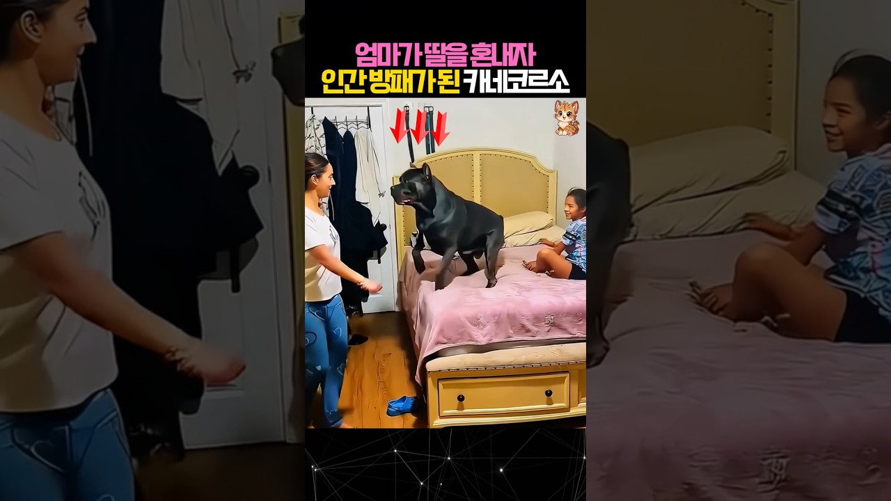 딸을 혼내려하자 방패가 되어 막아선 대형견#개 #대형견 #dog