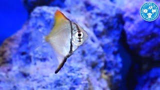 チャーム 海水魚 ヒメツバメウオ Monodactylus Argenteus ツバメウオ Charm動画 Youtube