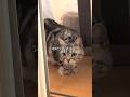 ビビり先住猫との初対面って、、これで合ってるん？　　#shorts