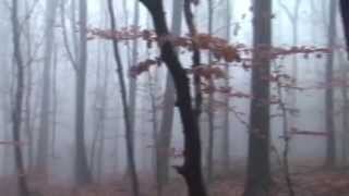 Mouflons en Hongrie Nov 2014