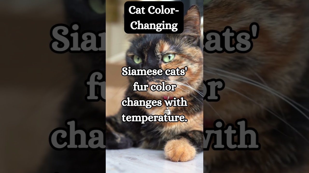 Cat color change.. 