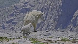 Mountain goat nanny with kid
