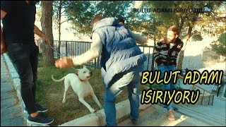 TANIMADIĞINIZ KÖPEKLERİ KORKUTARAK SEVERSENİZ SONUCU BAZEN FARLI OLUR DOGO ARGENTİNO