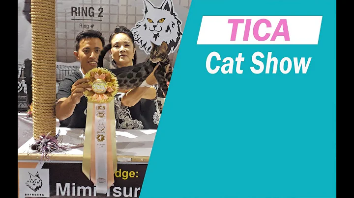 Watch the video about TICA cat show , malang 11 nov 2018