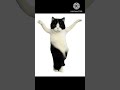 cat funny dance