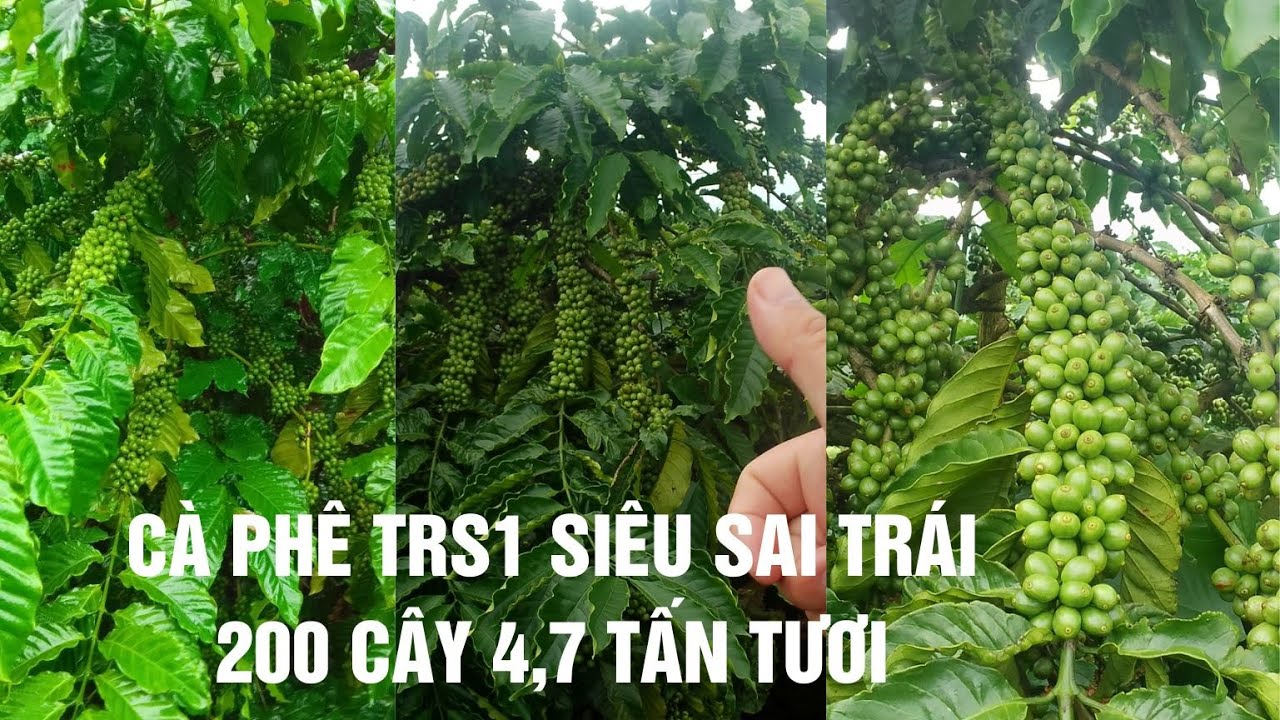 Outline Video Vườn cà phê TRS1 siêu sai trái | Thêm 1 lý do chọn giống TRS1 để trồng mới, tái canh | Bạn nhà nông.