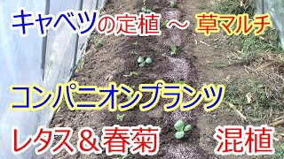 コンパニオンプランツ キャベツを定植しレタスを播種 2020.9.8