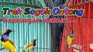 Trek Sogok Ontong Pancingan Sogon Gacor