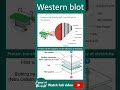 Western blot | 1 minute biotechnique