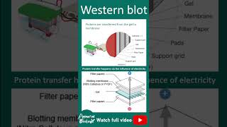 Western blot | 1 minute biotechnique