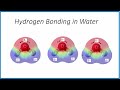 Water Molecule Properties and Bonds