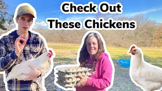 Headed To The Eldredge Fam To Pick Up 97 American Bresse Chicken Eggs