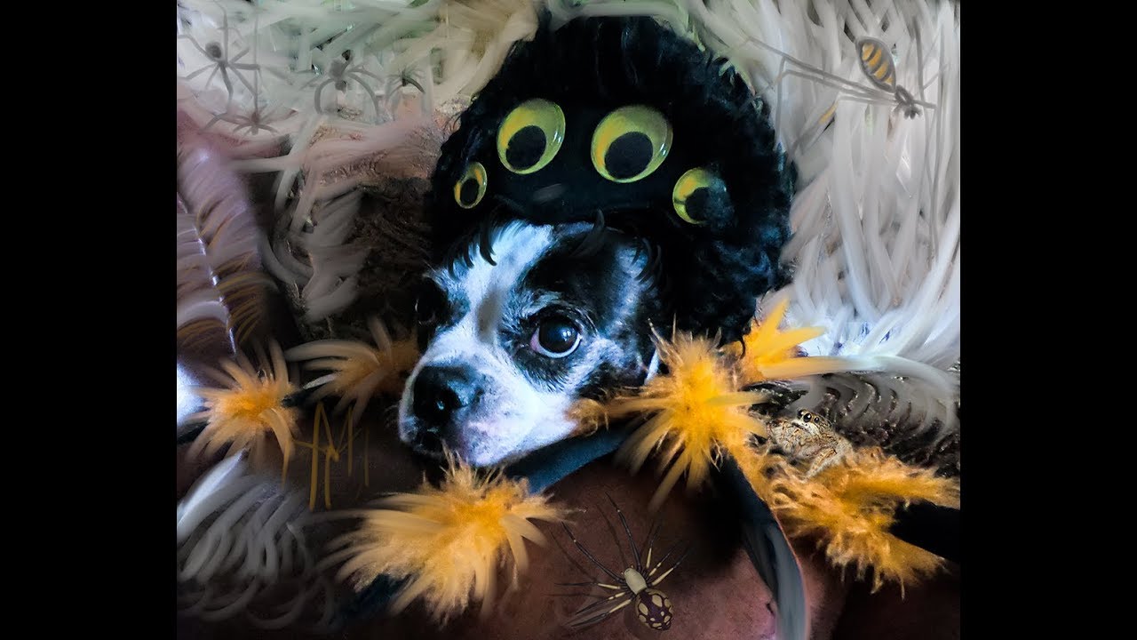 Happy Halloween Boston Terrier in his Dog Spider Costume YouTube